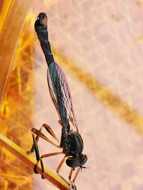 Leptogaster cylindrica