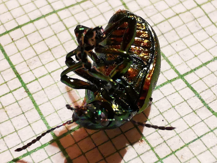 Chrysolina graminis - zöld varádicslevelész