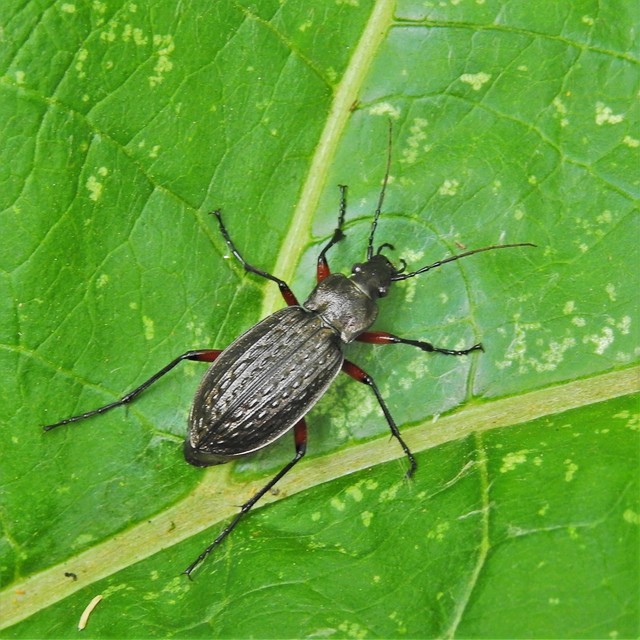 Carabus granulatus - mezei futrinka