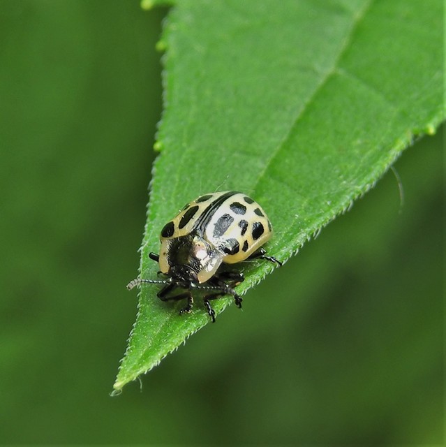 Chrysomela vigintipunctata - húszfoltos fűzlevelész Chrysomela vigintipunctata - húszfoltos fűzlevelész