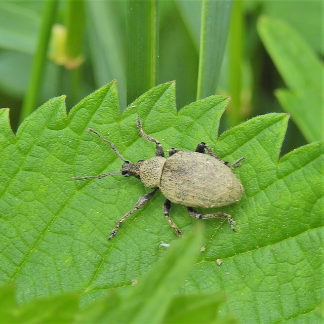 Otiorhynchus ligustici - vincellér-gyalogormányos