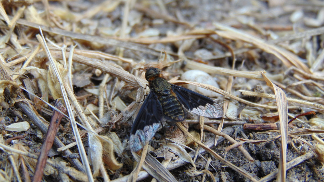 Hemipenthes morio - közönséges gyászlégy