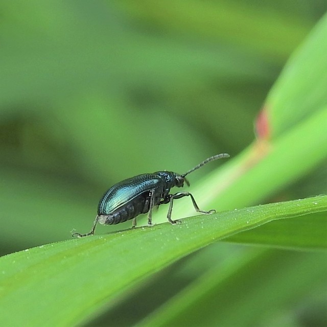 Lema cyanella - kék aszatbogár