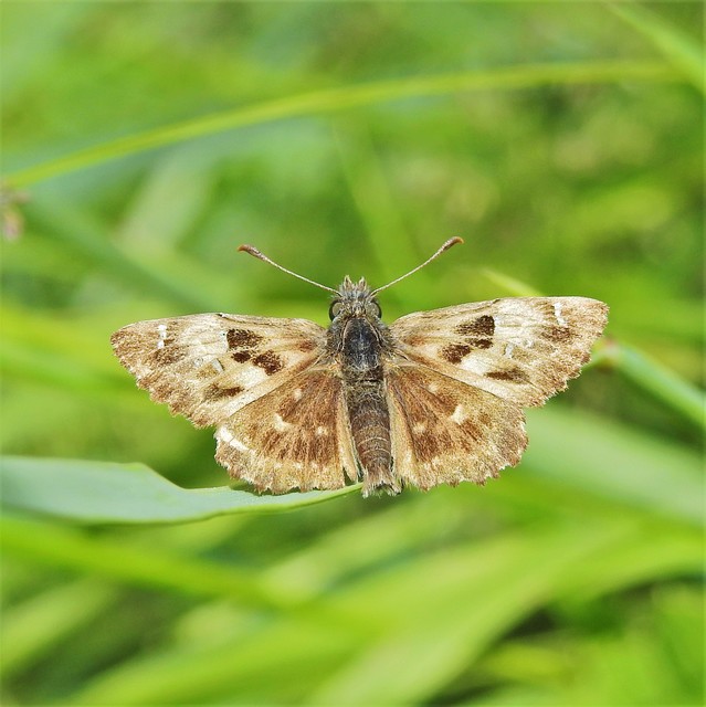 Carcharodus alceae - mályva-busalepke