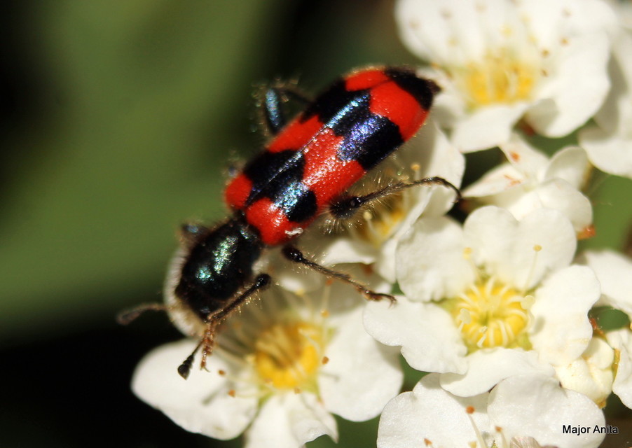 Trichodes apiarius - szalagos méhészbogár