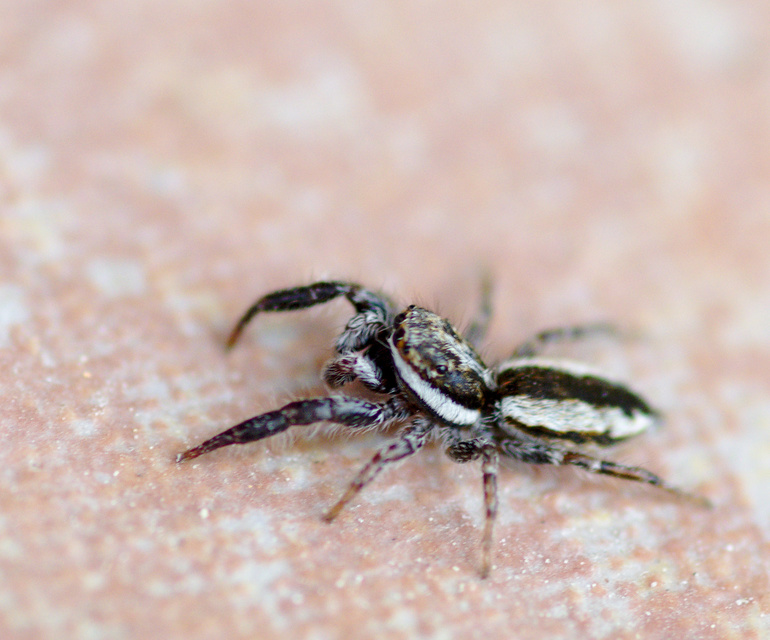 Pseudicius encarpatus - kéregugrópók