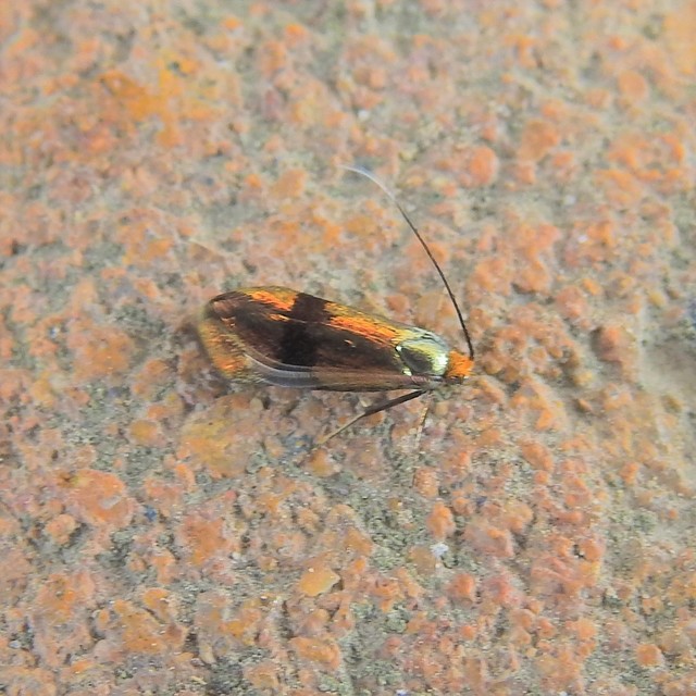Nemophora fasciella - feketesávú tőrösmoly