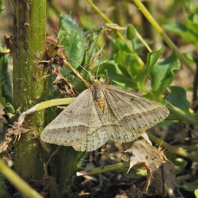 Tephrina arenacearia - lucerna-araszoló