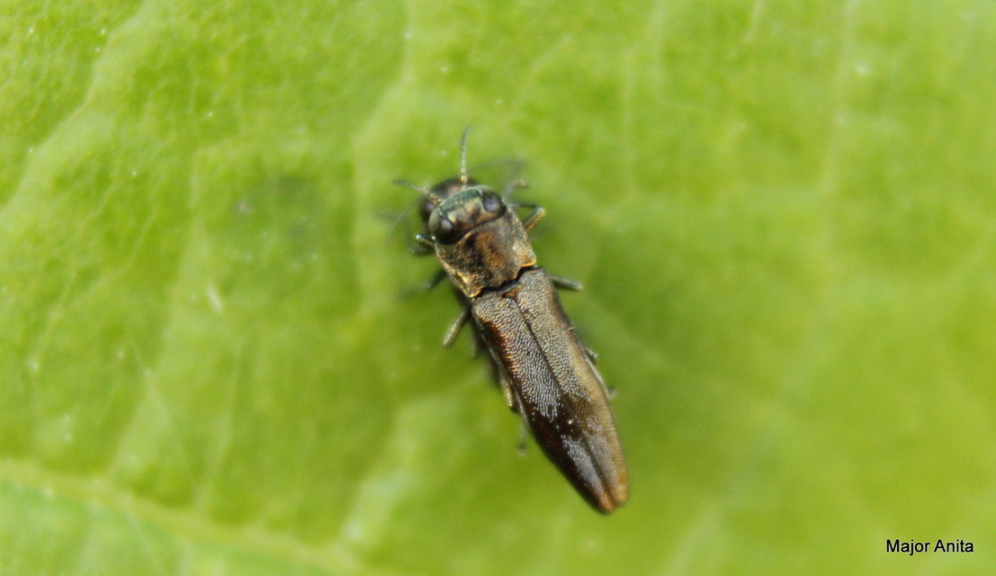 Agrilus derasofasciatus - szőlő-karcsúdíszbogár