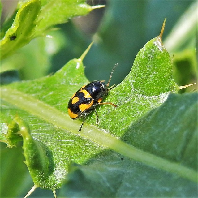 Cryptocephalus anticus - réti zömökbogár