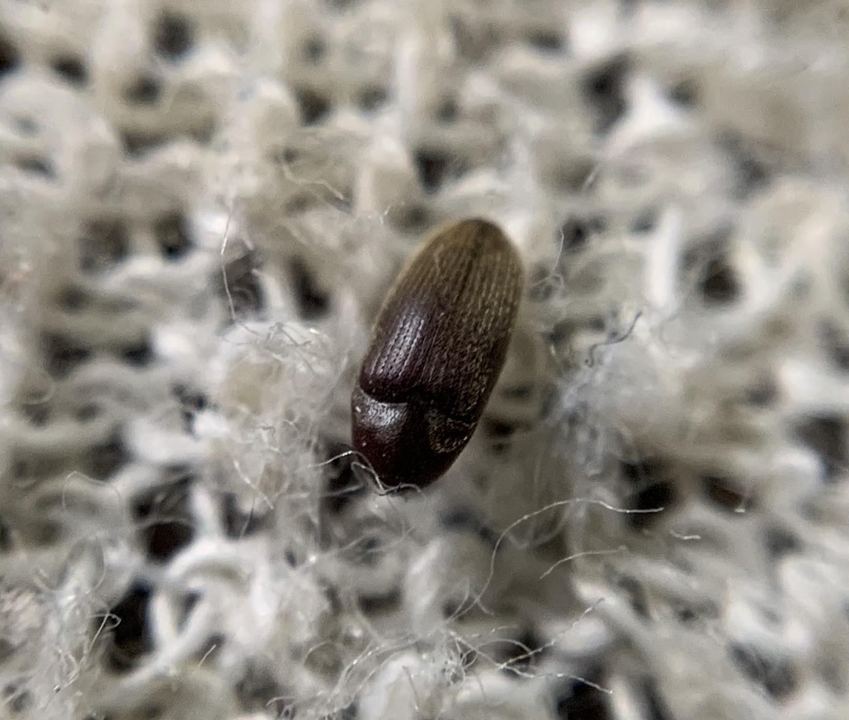 Trixagus dermestoides - selymes merevbogár