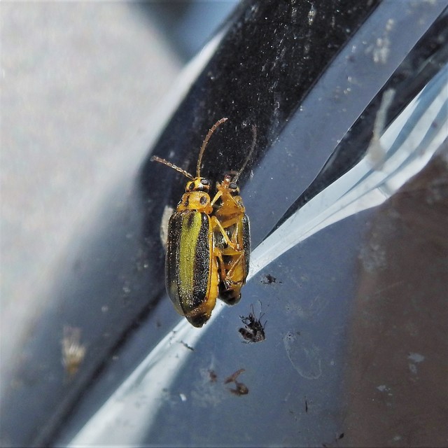 Xanthogalerucella luteola - szilfa-olajosbogár
