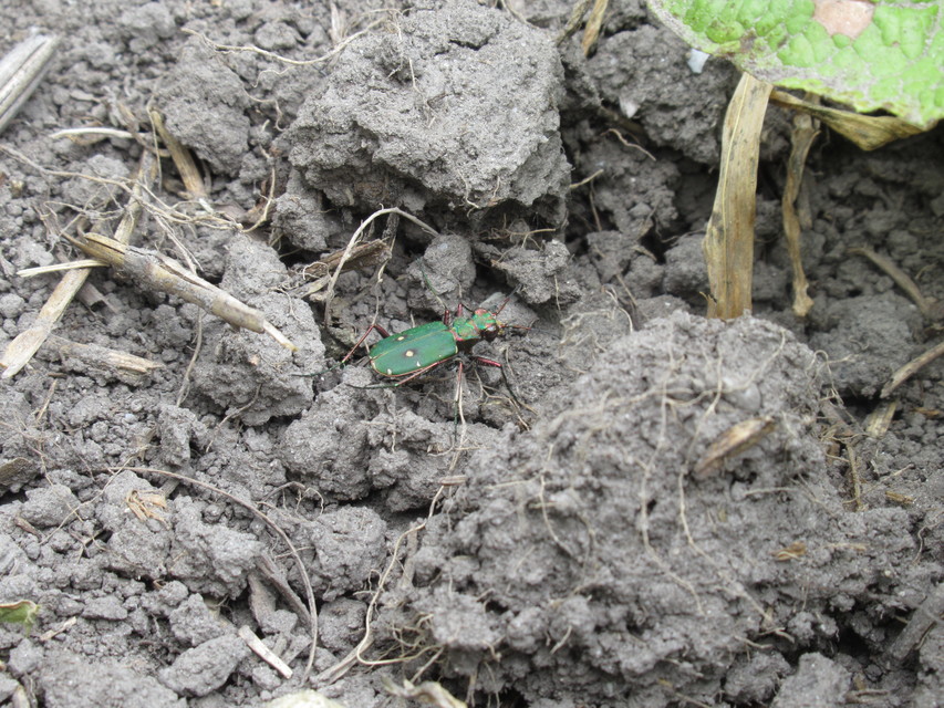 Cicindela campestris - mezei homokfutrinka
