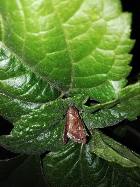 Lacanobia oleracea - saláta-kertibagoly