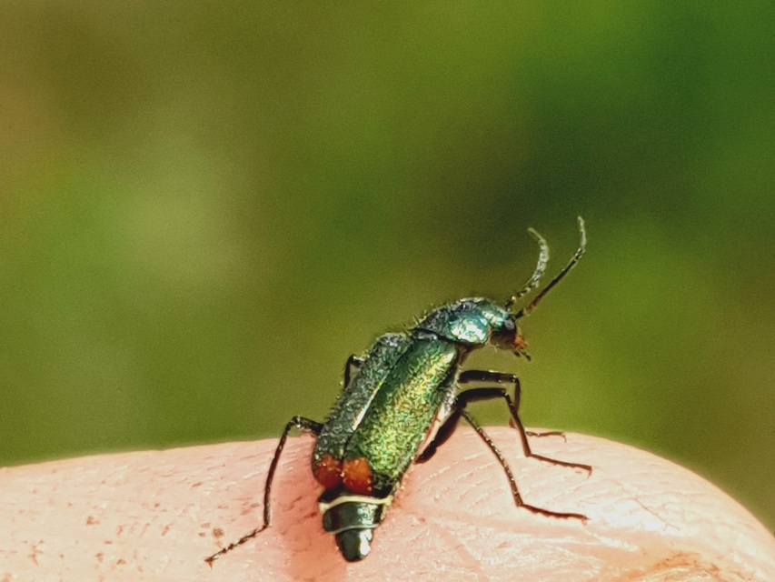 Malachius bipustulatus - kétfoltos bibircsesbogár