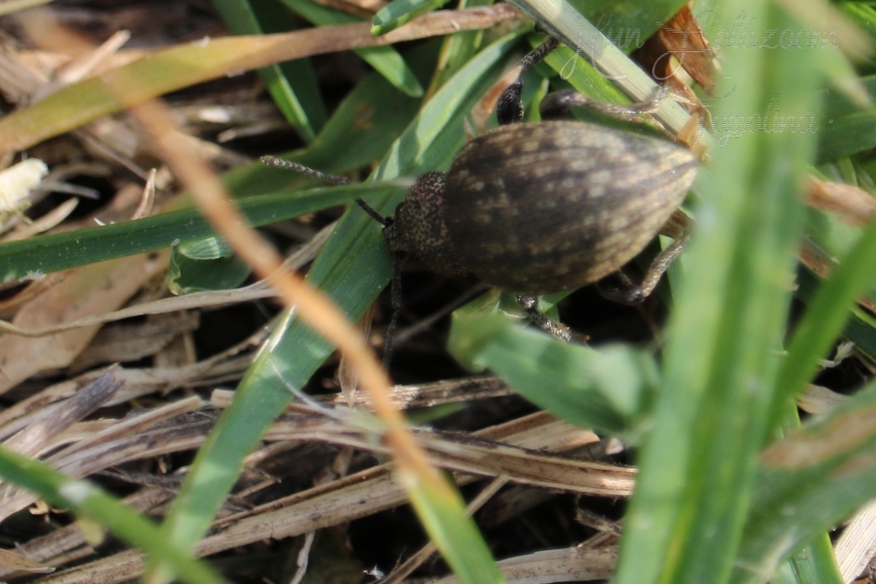 Otiorhynchus ligustici - vincellér-gyalogormányos