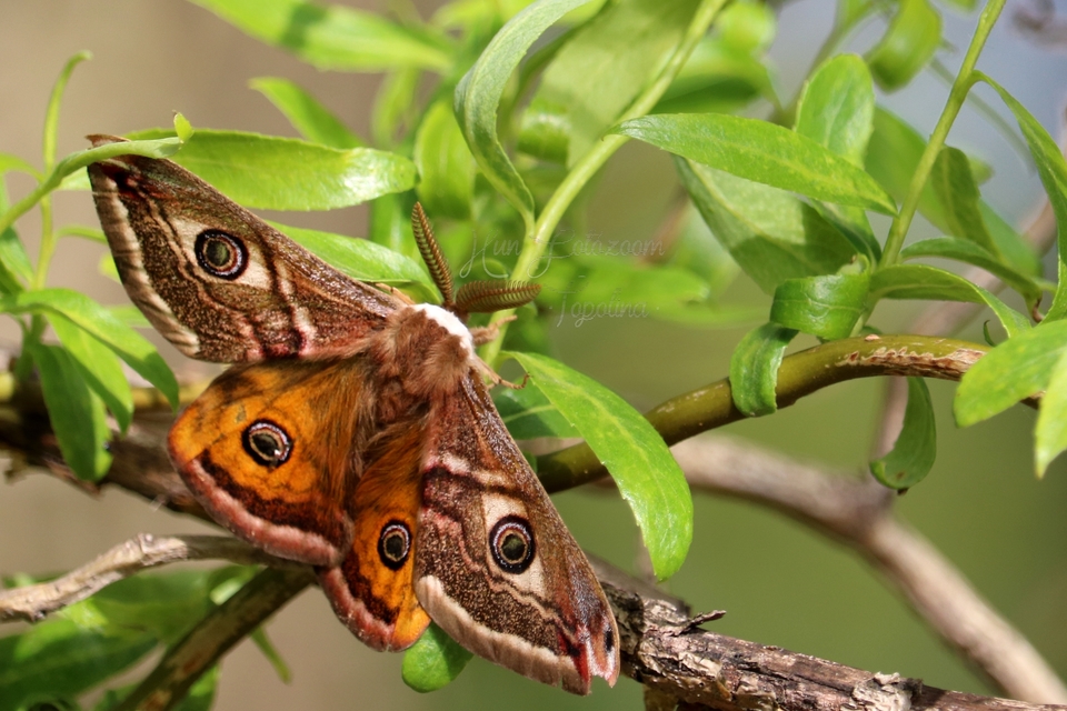 Saturnia pavoniella/pavonia