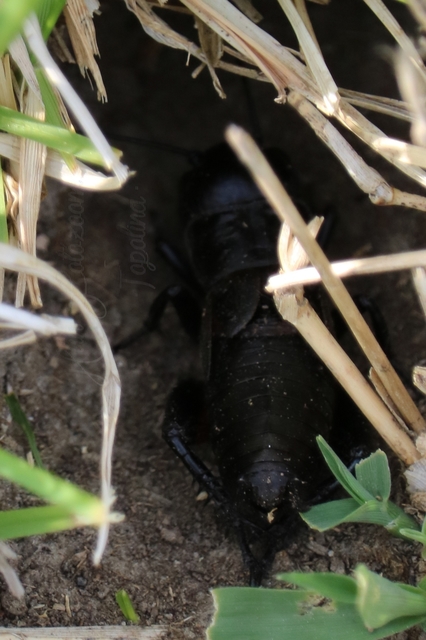 Gryllus campestris - mezei tücsök