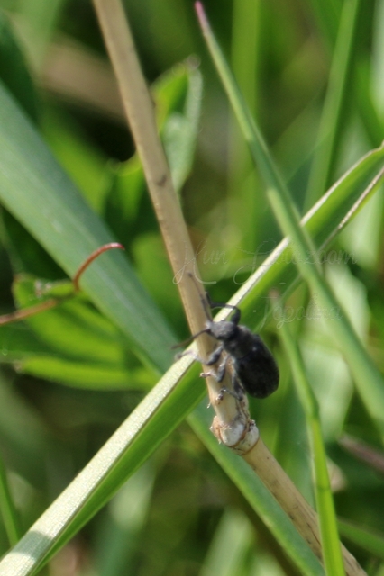 Phyllobius pyri - gyümölcsfa-levélormányos