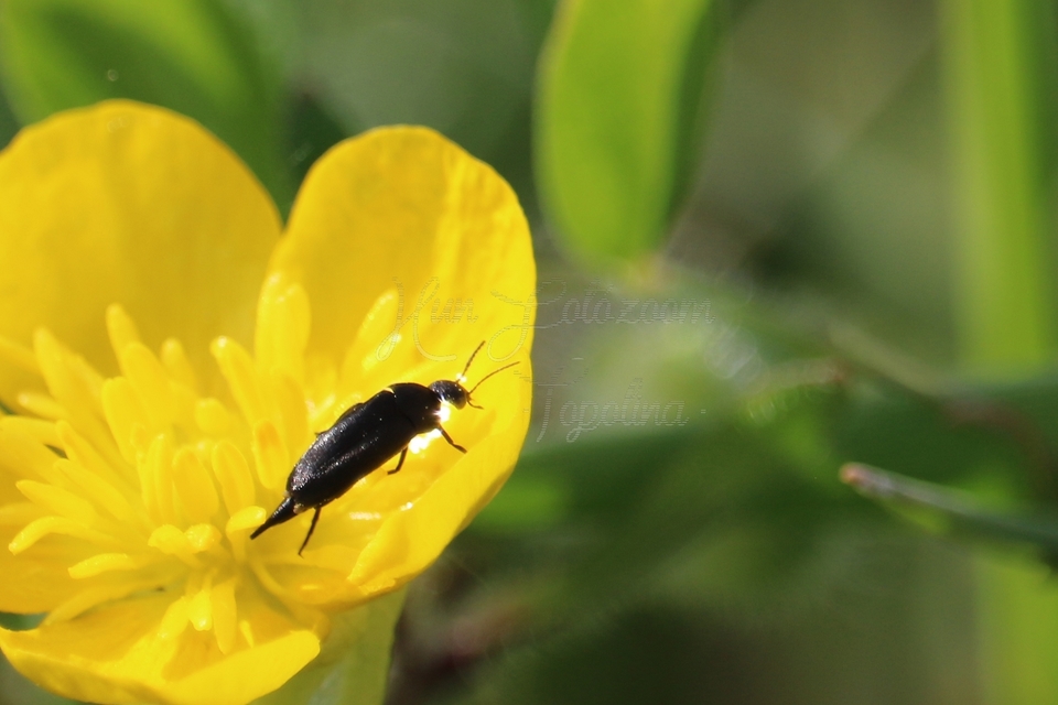 Mordellidae - marókafélék