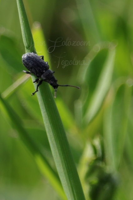 Phyllobius pyri - gyümölcsfa-levélormányos