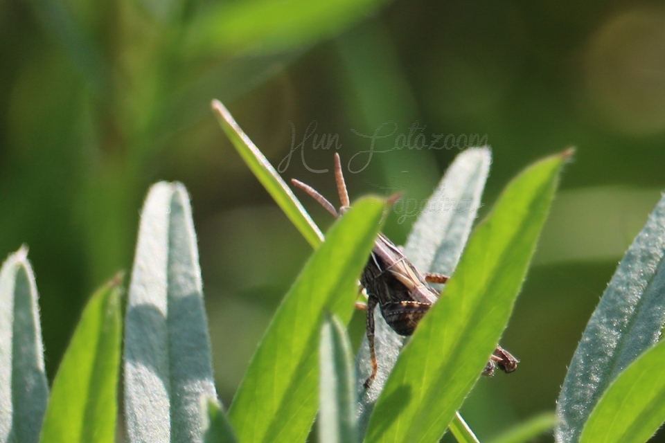 Omocestus