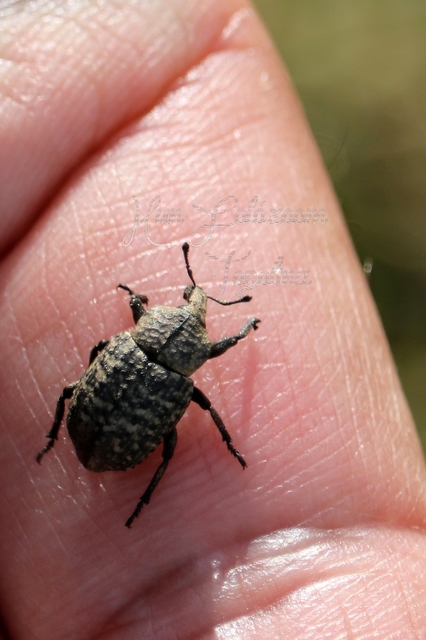 Minyops variolosus - nyugati bordásormányos