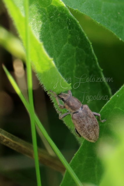 Tanymecus palliatus - közönséges hegyesfarúbarkó