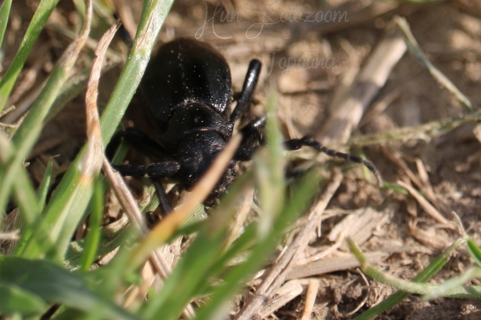 Dorcadion aethiops - fekete gyalogcincér