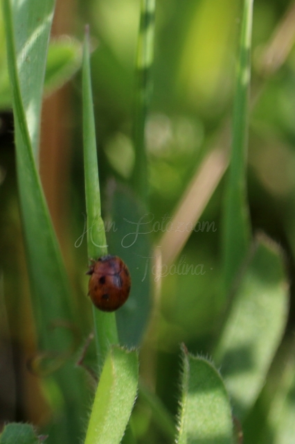 Cynegetis impunctata - pázsitfűböde
