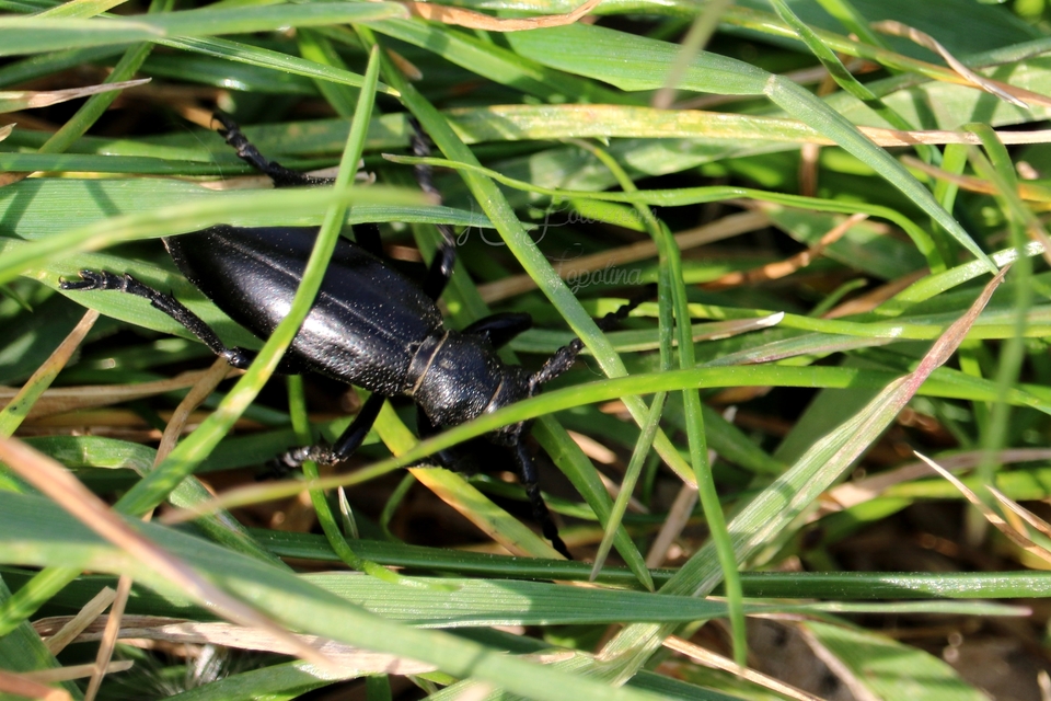 Dorcadion aethiops - fekete gyalogcincér