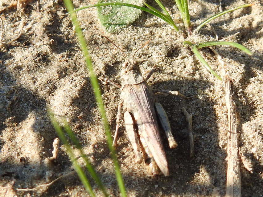 Acrotylus insubricus - önbeásósáska