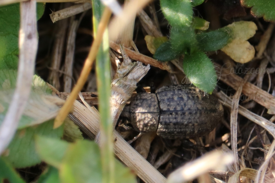 Minyops variolosus - nyugati bordásormányos