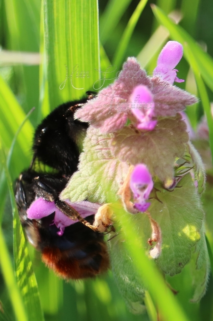 Bombus lapidarius - kövi poszméh