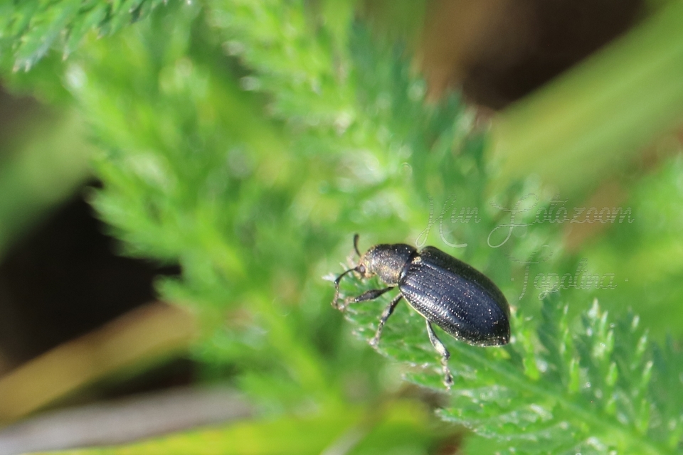 Phyllobius pyri - gyümölcsfa-levélormányos