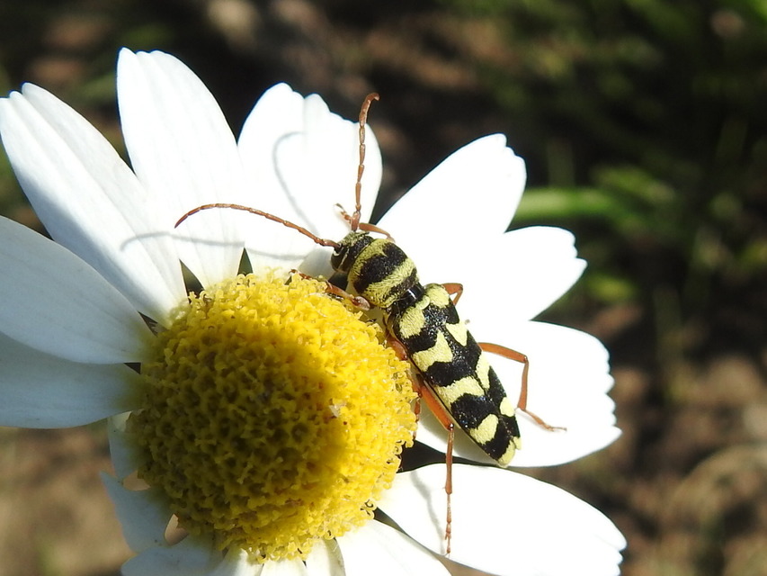 Echinocerus floralis - lucerna-darázscincér