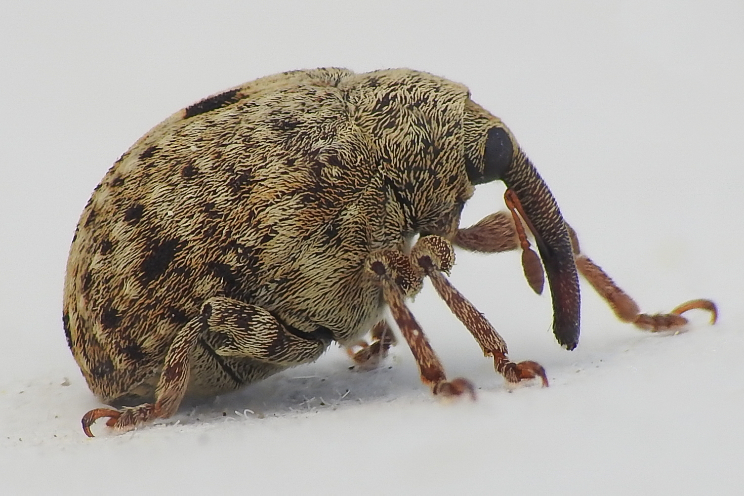Cionus thapsus - kis ökörfarkkóró-gömbormányos