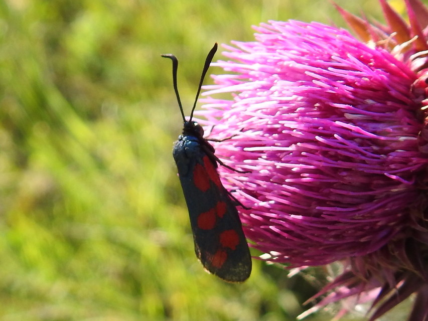 Zygaena filipendulae - acélszínű csüngőlepke