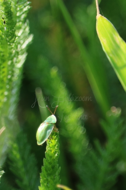 Cassida Cassida