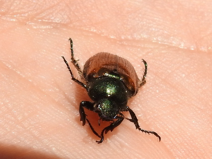 Phyllopertha horticola - kerti szipoly