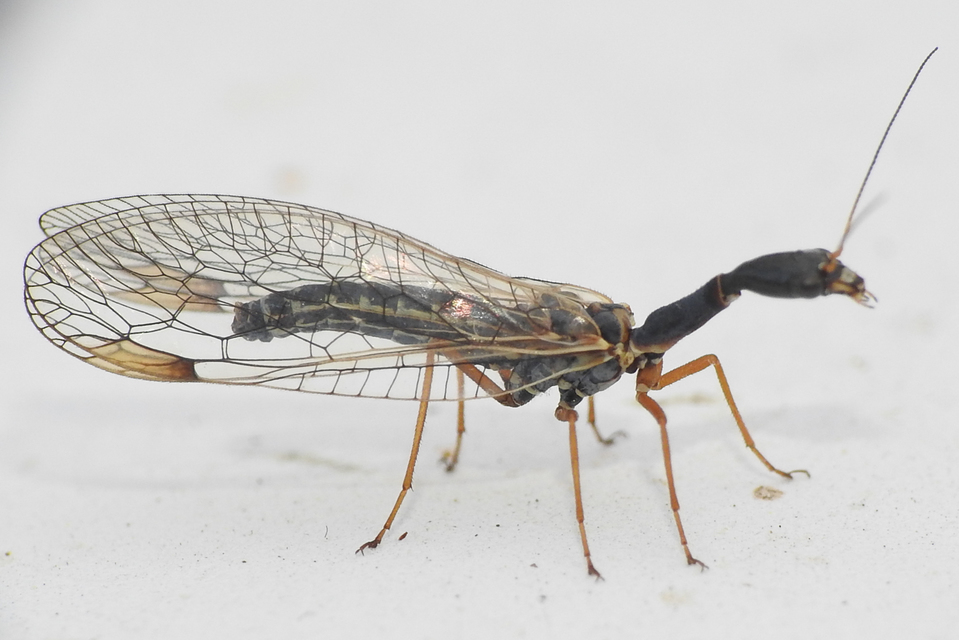 Raphidioptera - Tevenyakú-fátyolkák