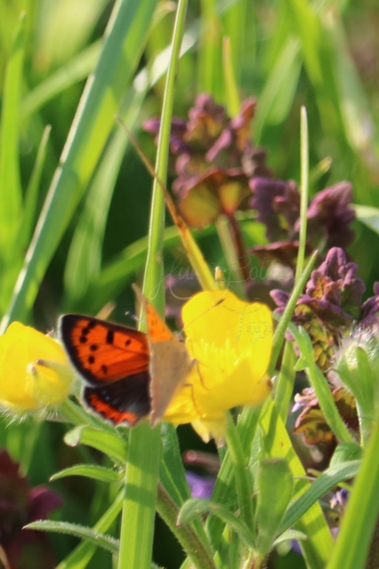 Lycaena phlaeas - közönséges tűzlepke