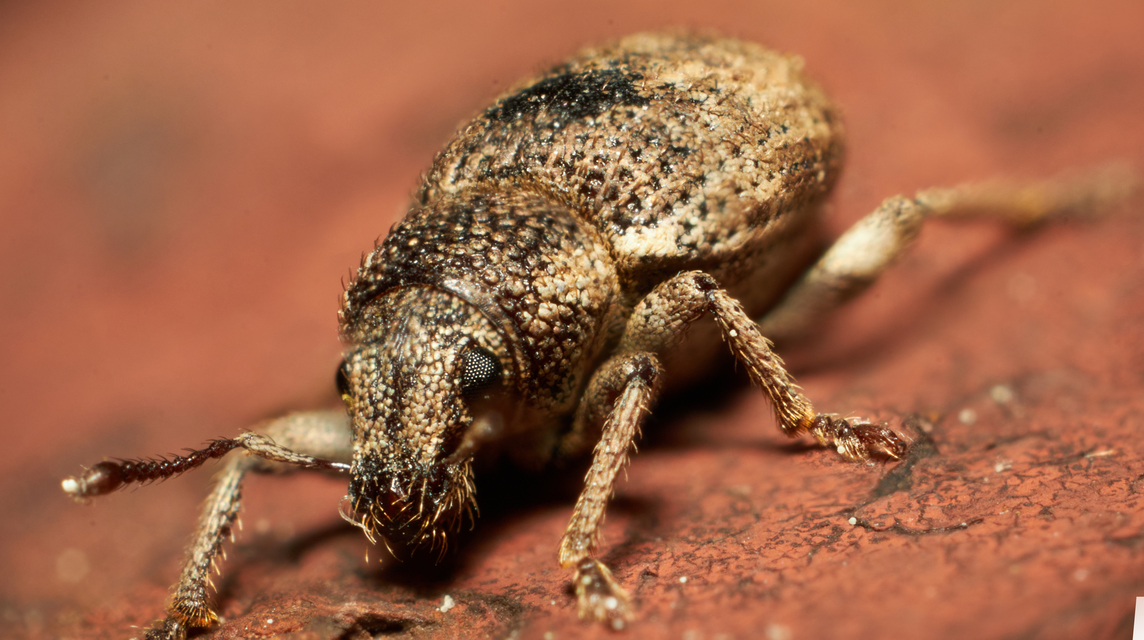 Mesagroicus obscurus - dülledtszemű libatopormányos