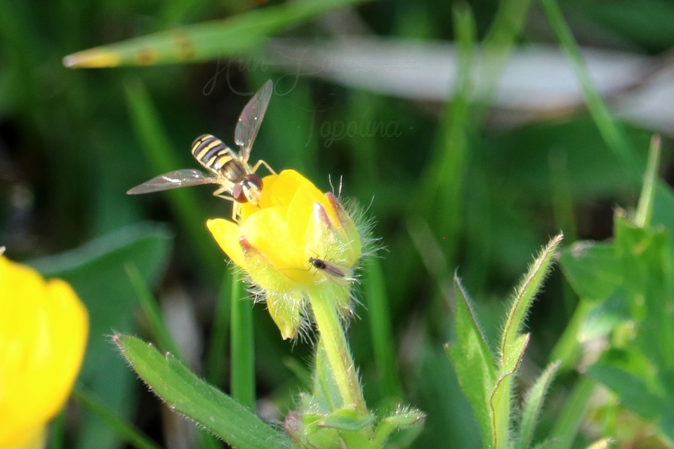 Episyrphus balteatus - ékfoltos zengőlégy Episyrphus balteatus - ékfoltos zengőlégy