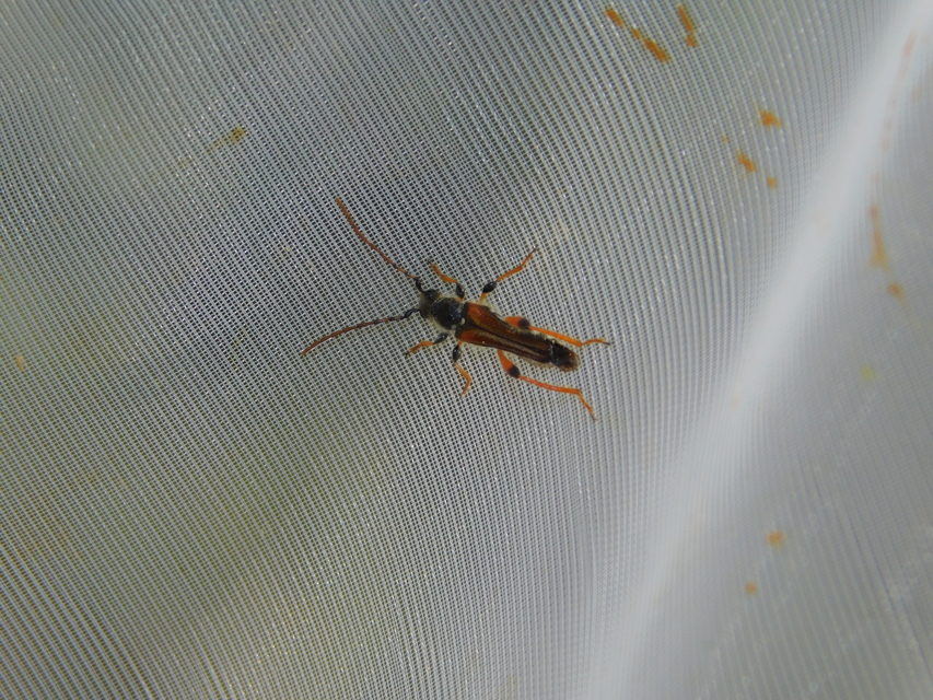 Stenopterus rufus - tarkacsápú keskenyfedőscincér