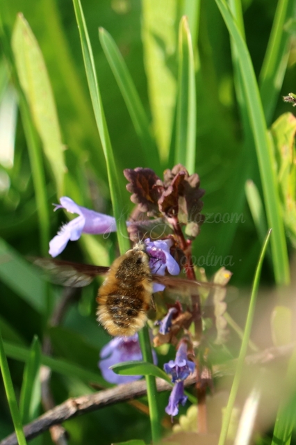 Bombylius major - szegélyes pöszörlégy