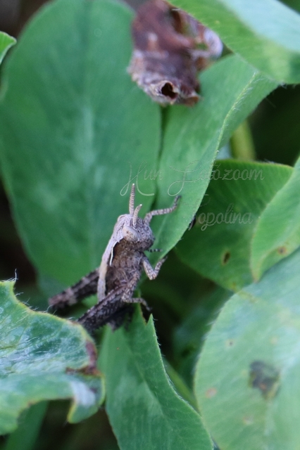 Chorthippus (Glyptobothrus) (subgenus)