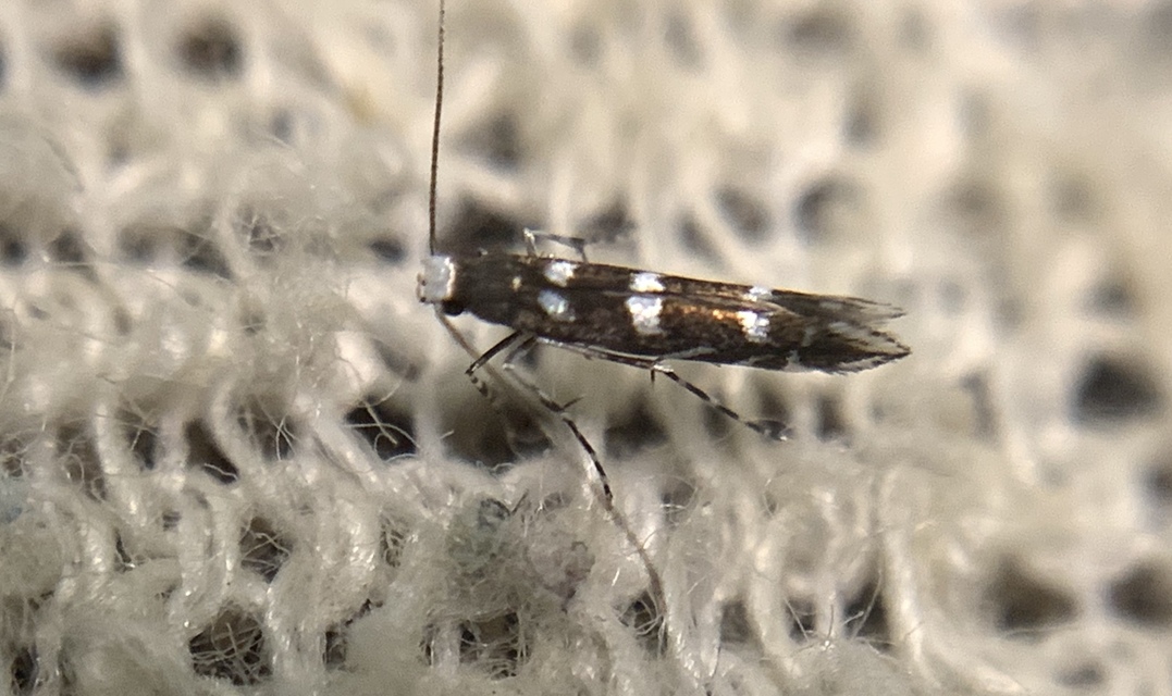 Parectopa robiniella - akáclevél-hólyagosmoly