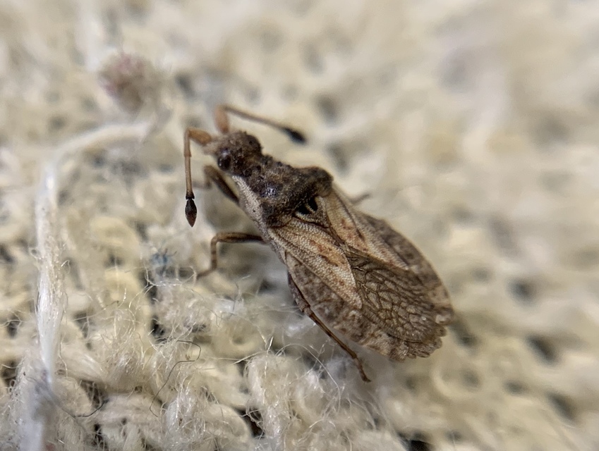 Spathocera