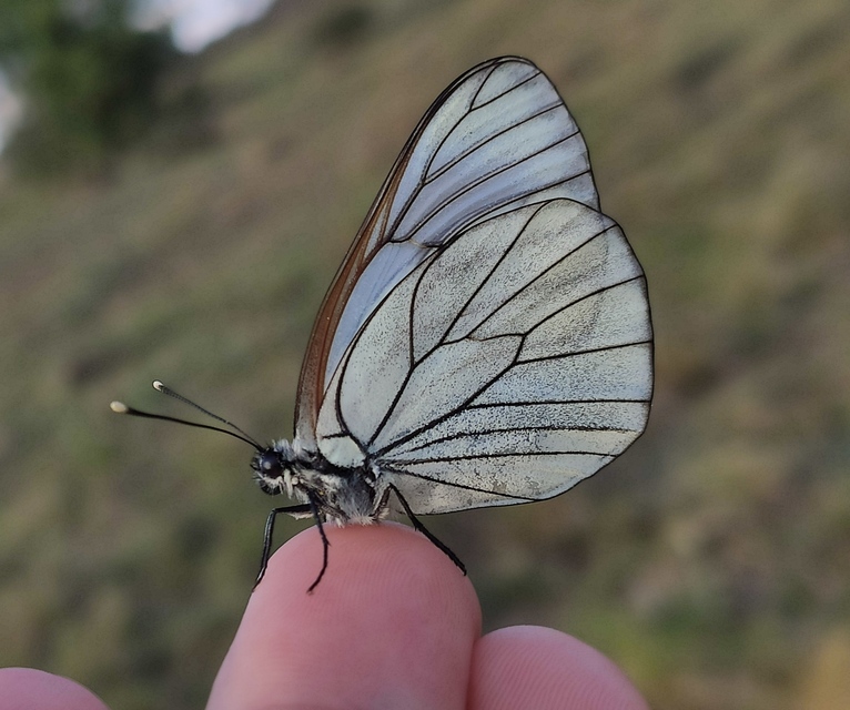 Aporia crataegi - galagonyalepke